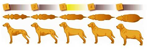 Welche Körperverfassung hat Ihr Hund.