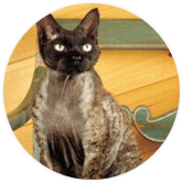 Devon Rex