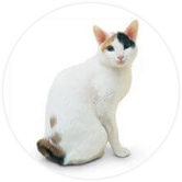 Japanese Bobtail