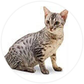 Ocicat